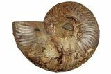 Cut & Polished Ammonite Fossil (Half) - Madagascar #329159-1